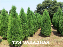 64,4���. ��� Thuja occidentalis Columna.jpg