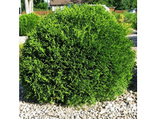 68,3���. ��� Thuja occidentalis Little Giant.jpg