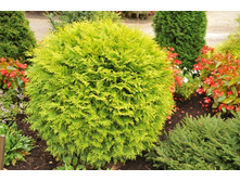 66,7���. ��� Thuja occidentalis Golden Globe.jpeg