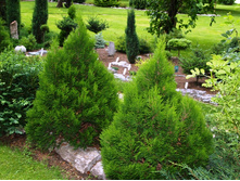 68,3���. ��� Thuja occidentalis Miky.JPG