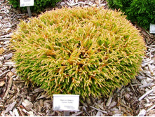 70,6���. ��� Thuja occidentalis Golden Tuffet.jpg