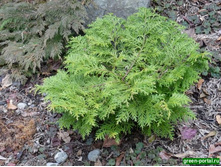 72,2���. ������ Thujopsis dolabrata Nana.jpg