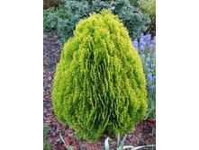 72,2���. ��� Thuja occidentalis Aurea Nana.jpg