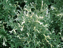 79,9���. ��� Thuja occidentalis Konfettii.jpg
