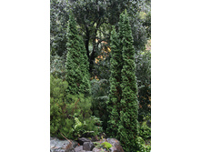 80,7���. ��� Thuja occidentalis Degroots Spire.jpg