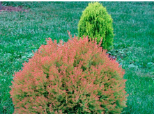 149,1���. ��� Thuja occidentalis Fire Chief.jpg