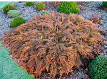 76���. ���������� Microbiota decussata Goldspot.jpg