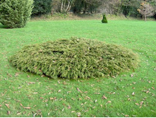 76���. ���������� Microbiota decussata.jpg