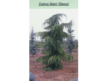 120,4���. ���� Cedrus libani Glauca.jpg