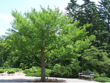 114,9���. ����� Ginkgo biloba.jpeg