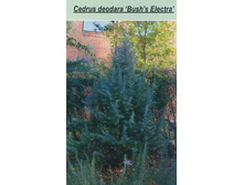 120,4���. ���� Cedrus deodara Bushes Electra.jpg