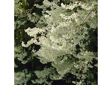 �����  �������-150