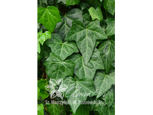 ���� �������� ��������-185