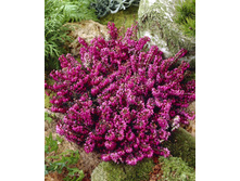 �����  �������� ����-161