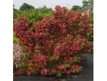 ������� �������-207