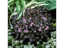 ������� �������-200