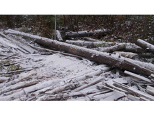 ������ ����� �����