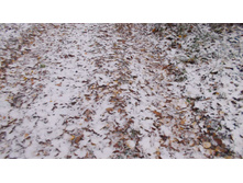 ������ ����