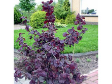 ������ ��� ��������� �1,5-518�