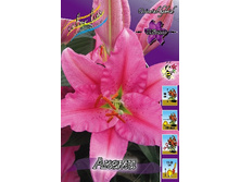 Lilium Akemi 10 ��. 203,3 �..jpg