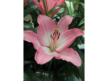 Lilium Albuflera 10 ��. 136,8 �..jpg