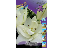 Lilium Aaron 10 ��. 331,2 �..jpg