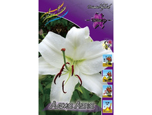 Lilium Alma Ata 10 ��. 152,2 �..jpg