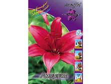 Lilium America 10 ��. 158,6 �..jpg