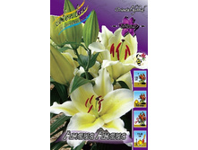 Lilium Anais Anais 10 ��. 203,3 �..jpg