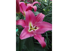 Lilium Adelante 10 ��. 254,5 �..jpg