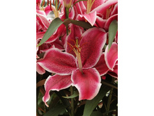 Lilium Aranal 10 ��. 196,9 �..jpg