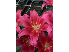 Lilium Baccardi 10 ��. 196,9 �..jpg