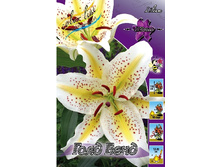 Lilium Auratum Gold Band 10 ��. 273,7 �..jpg