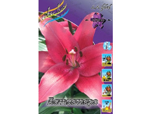 Lilium Batistero 10 ��. 136,8 �..jpg