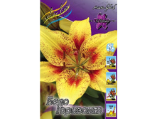 Lilium Belo Horizonte 10 ��. 203,3 �..jpg