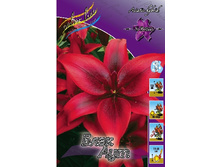 Lilium Black Out 10 ��. 159, 8�..jpg