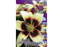 Lilium Black Spider 10 ��. 292,80 �..jpg