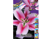 Lilium Bon Chi 10 ��. 222,5 �..jpg