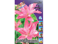 Lilium Candy Blossom 10 ��. 267,3 �..jpg