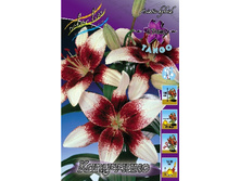 Lilium Capuccino 10 ��. 292,80 �..jpg