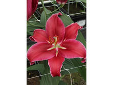 Lilium Cadenza NEW 10 ��. 254,5 �..jpg