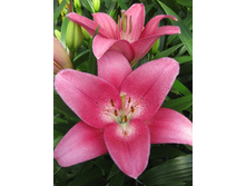 Lilium Cavalese 10 ��. 152,2 �..jpg