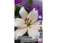 Lilium Champagne Diamond 10 ��. 152,20 ���..jpg