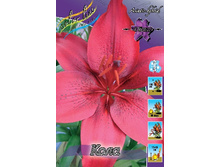Lilium Cola 10 ��. 177,7�..jpg