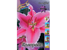 Lilium Colorado 10 ��. 171,4 �..jpg