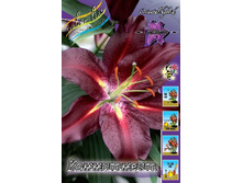 Lilium Commitment 10 ��. 196,9 �..jpg
