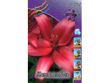 Lilium Constable 10 ��. 171,4 �..jpg