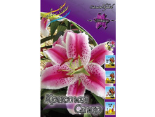Lilium Crystal Star 10 ��. 194,4 �..jpg