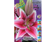Lilium Curie 10 ��. 177,7 �..jpg