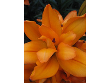 Lilium Dutch Twin NEW 10 ��. 331,2 �..jpg